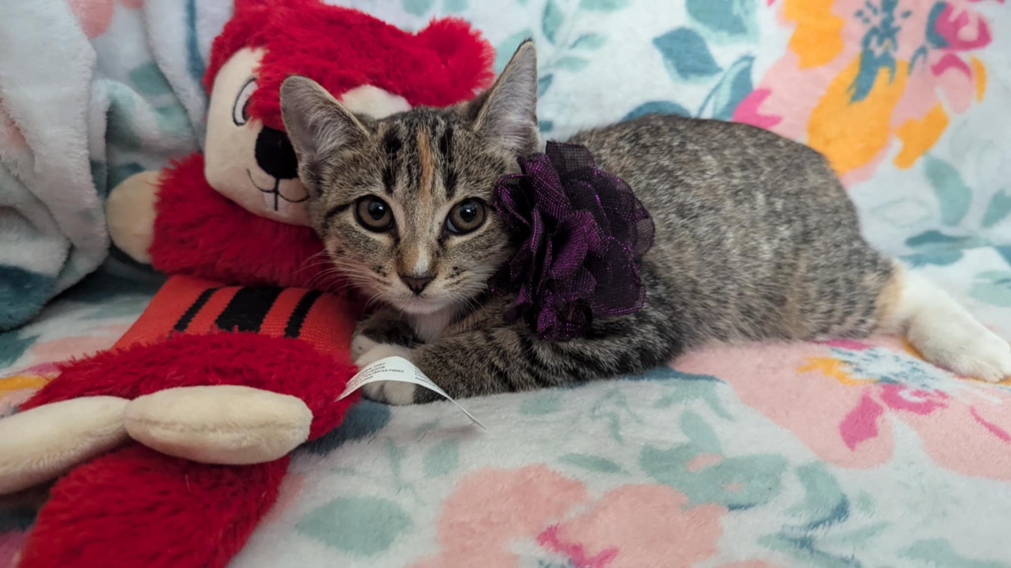 Cat for adoption Sonya, a Calico in Brattleboro, VT Petfinder