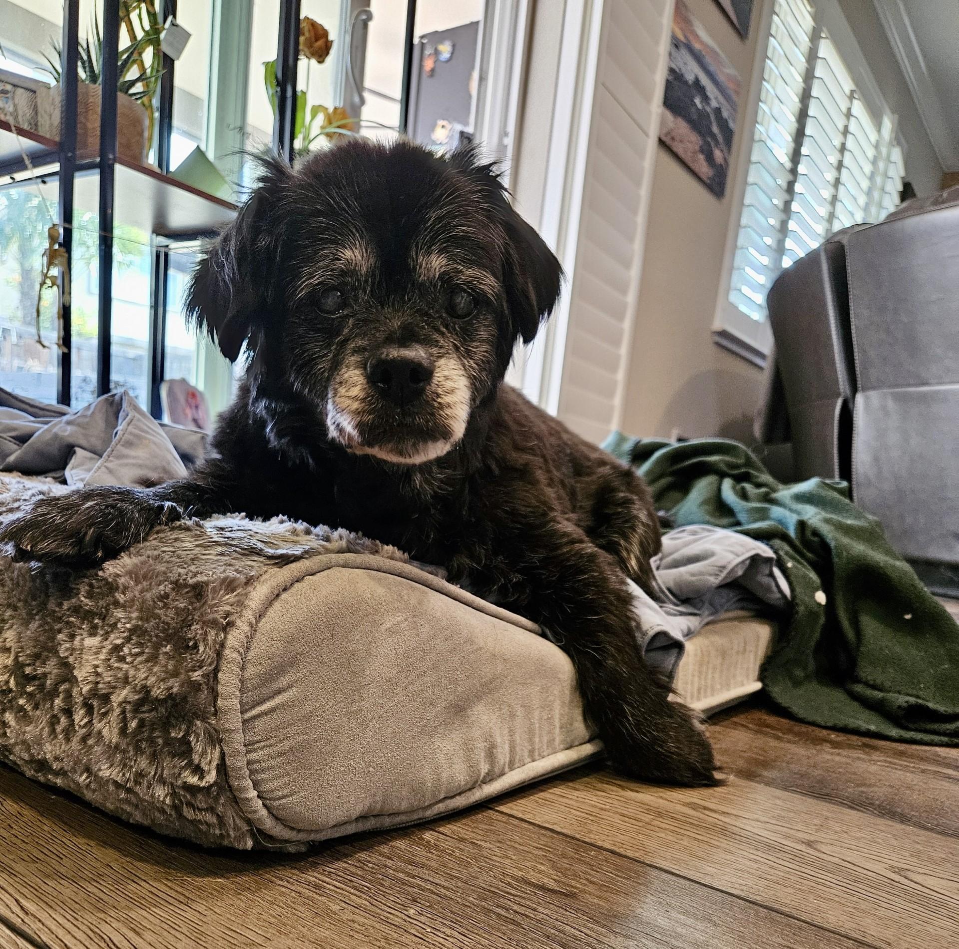 King King, adopted, Senior Male Spaniel & Chihuahua.