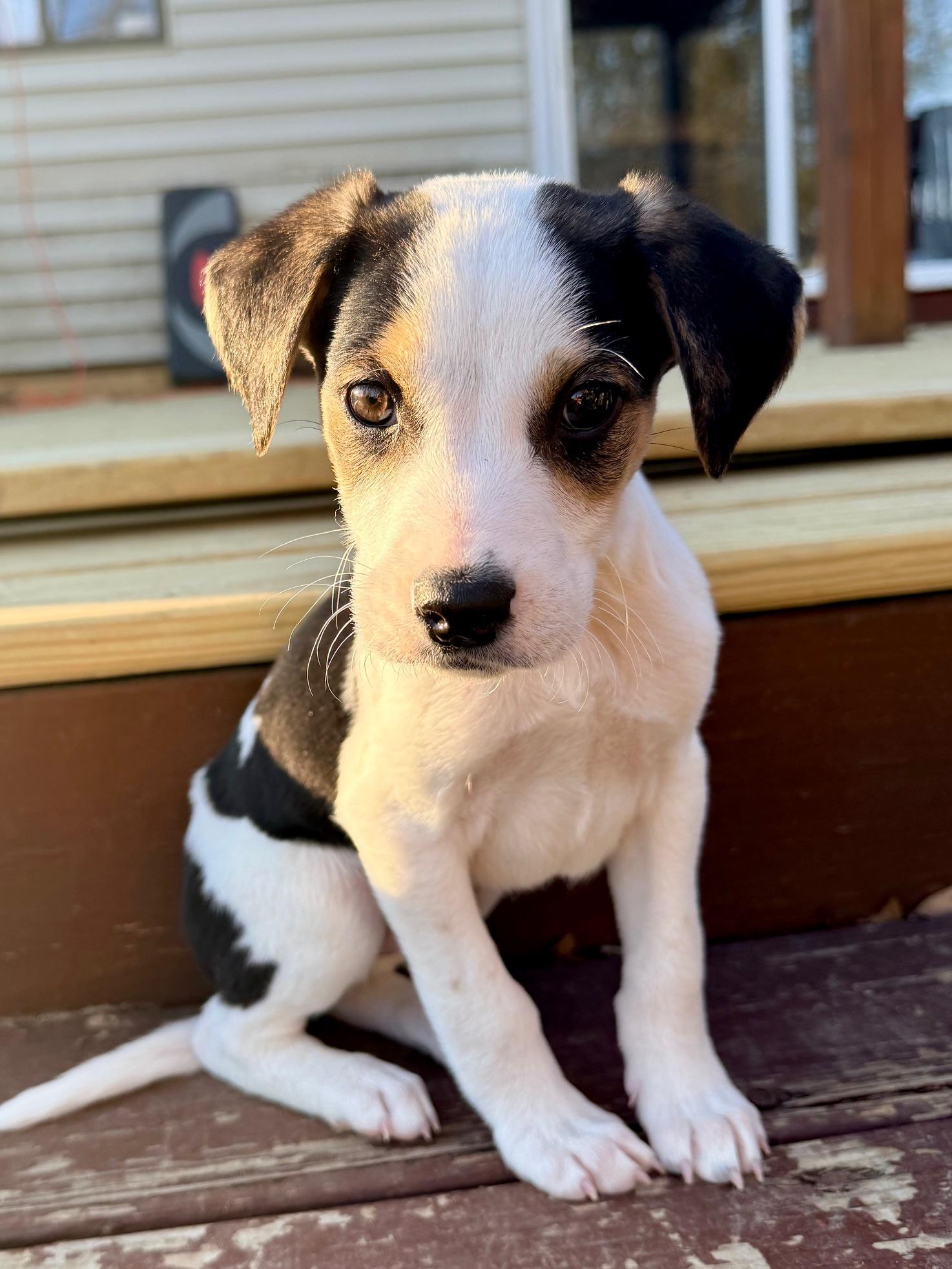 Rio, ADOPTABLE, Puppy Male Mixed Breed.