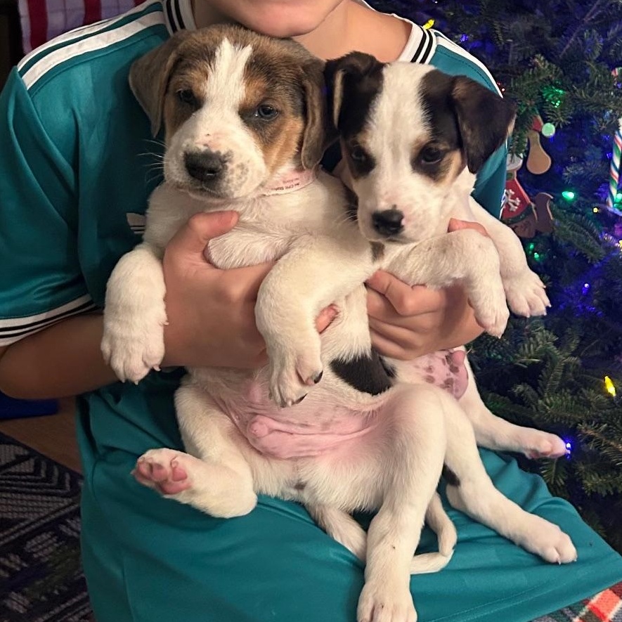 Enlarge Rio, a ADOPTABLE mixed breed in Richmond, VA image 3/5