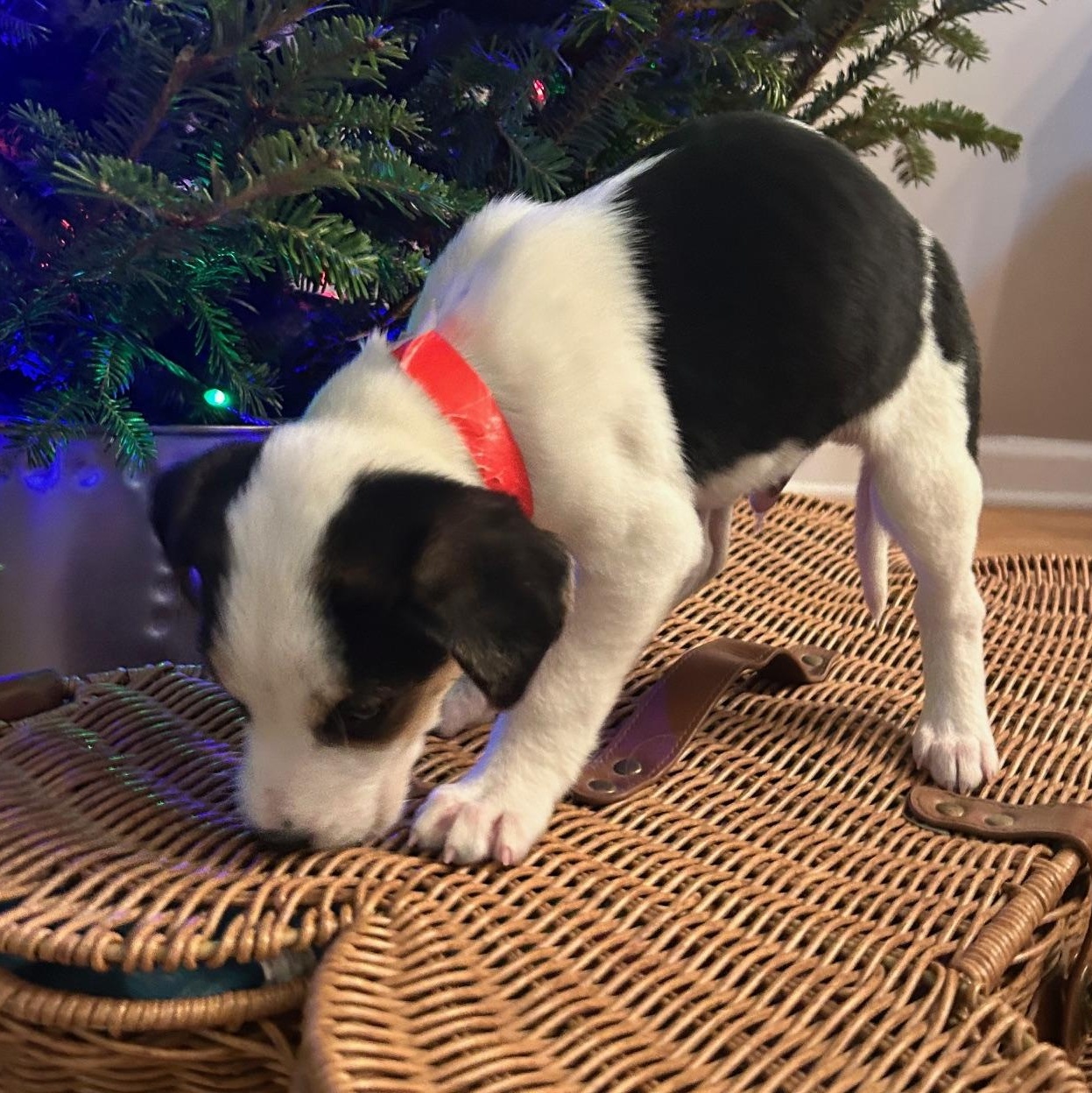 Enlarge Rio, a ADOPTABLE mixed breed in Richmond, VA image 4/5