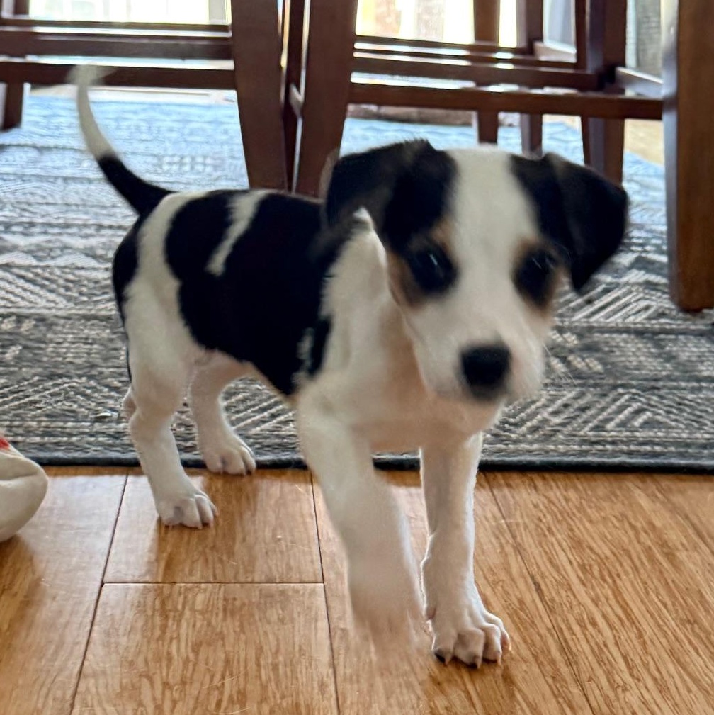 Enlarge Rio, a ADOPTABLE mixed breed in Richmond, VA image 5/5