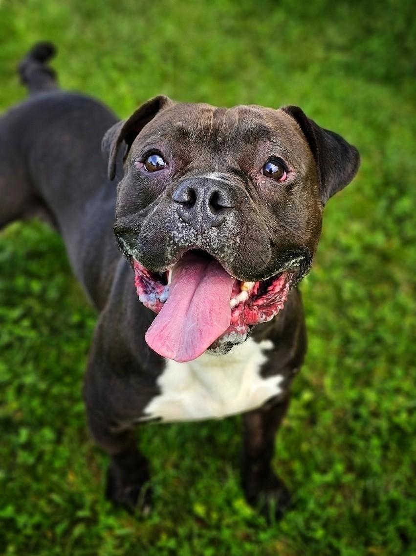 Gilbert, ADOPTABLE, Adult Male American Bully.