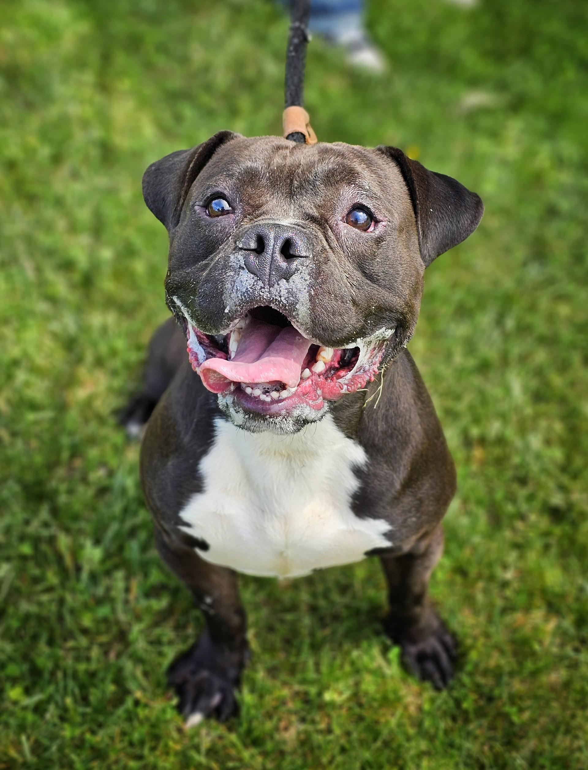 Enlarge Gilbert, a ADOPTABLE mixed breed in Bay City, MI image 3/3