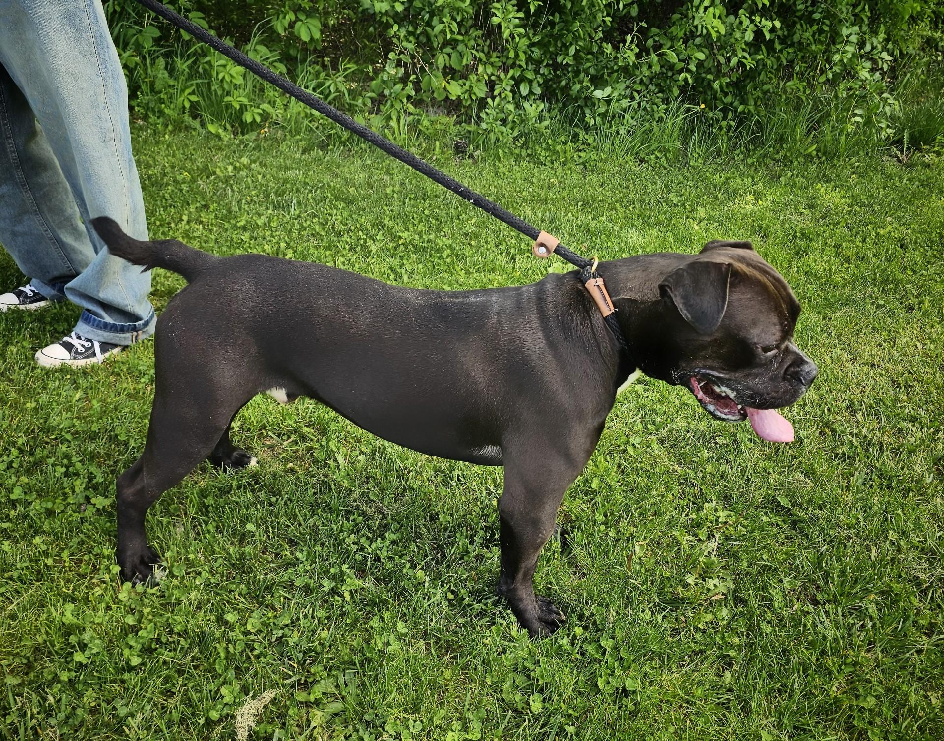 Enlarge Gilbert, a ADOPTABLE mixed breed in Bay City, MI image 2/3