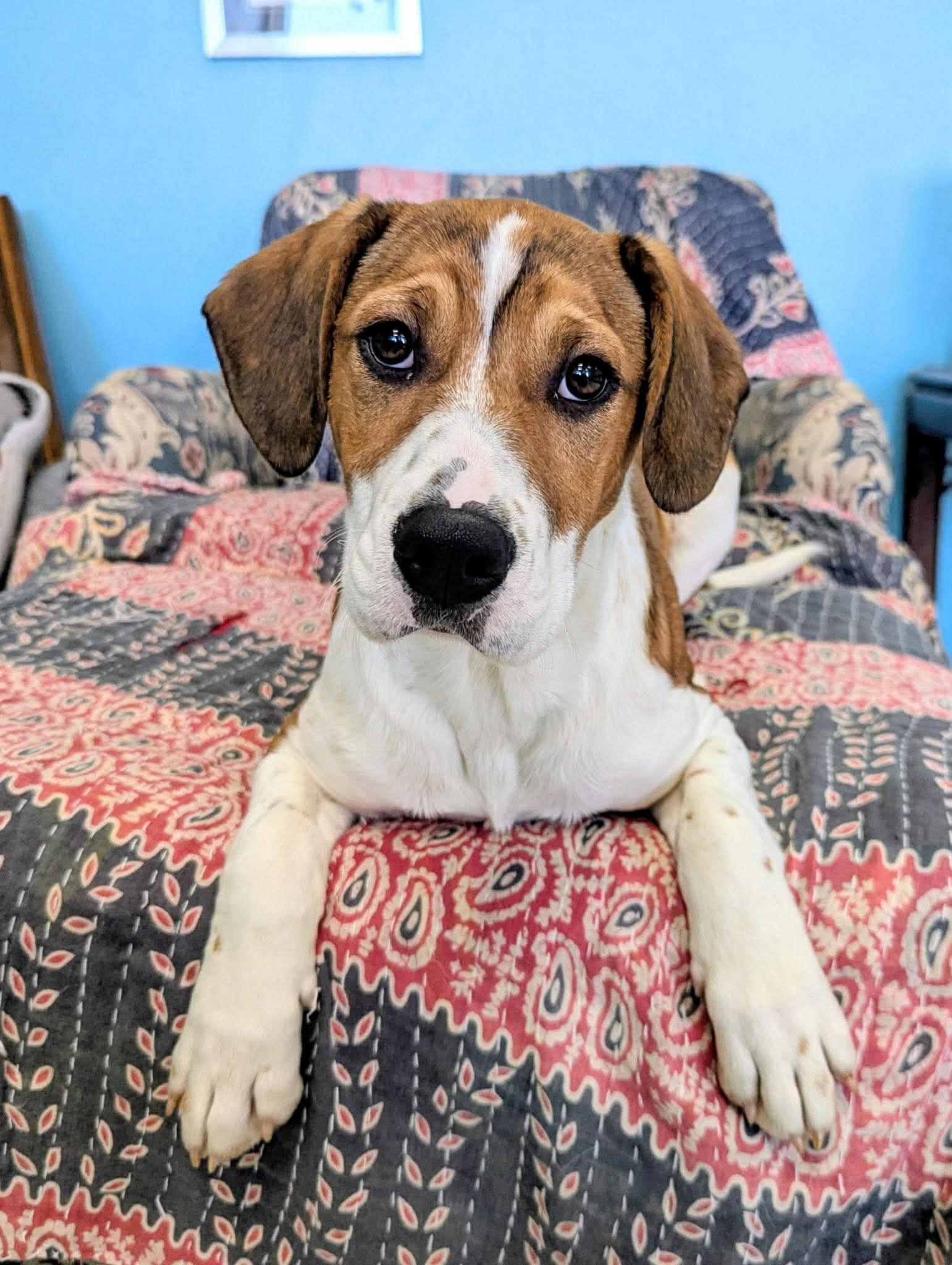 Amherst in NH! Come Meet our Adoptable Dogs Wednesday-Saturday. More info in Bio! , adopted, Puppy Female Hound.