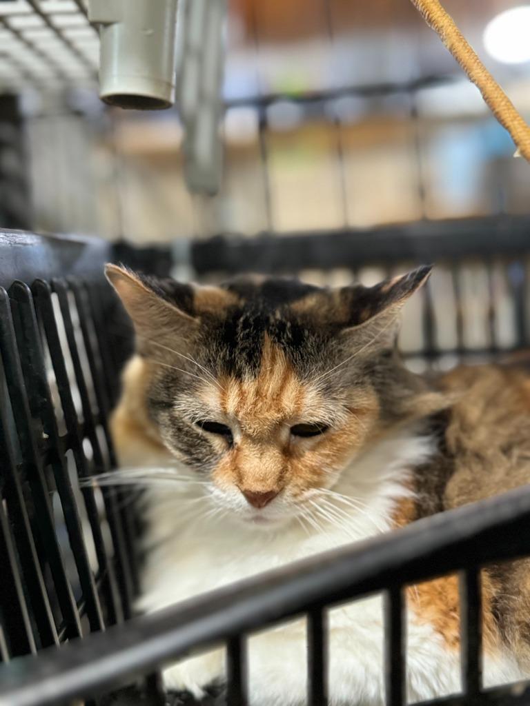 Halloweenie, a Adopted mixed breed in New Braunfels, TX image 1/6