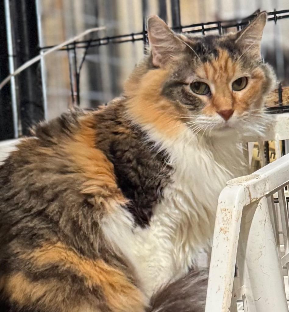 Halloweenie, a Adopted mixed breed in New Braunfels, TX image 2/6