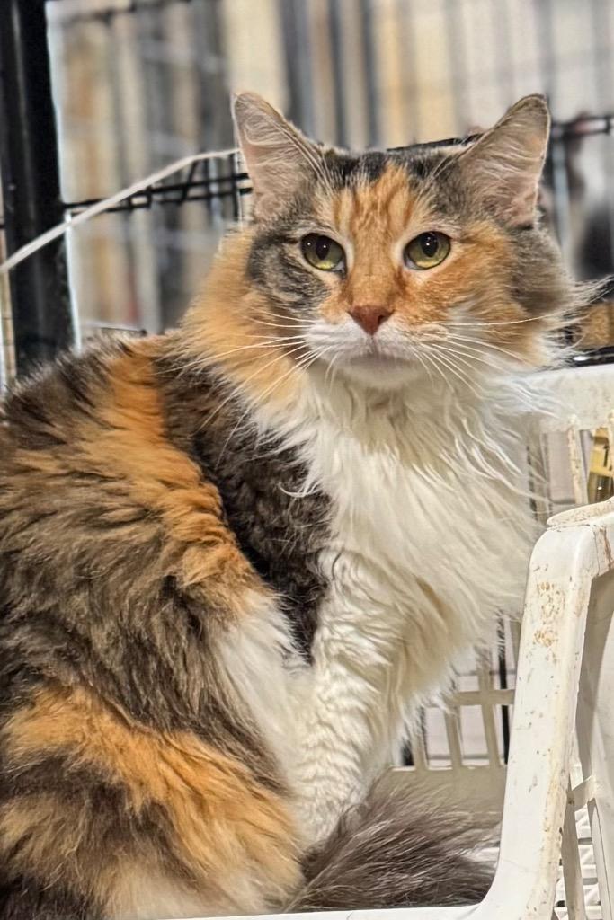 Halloweenie, a Adopted mixed breed in New Braunfels, TX image 3/6