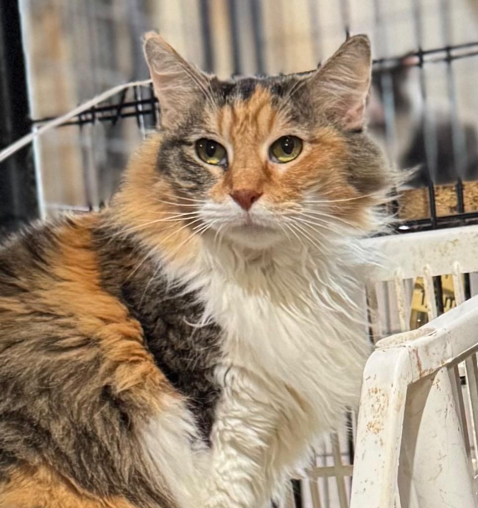 Enlarge Halloweenie, a Adopted mixed breed in New Braunfels, TX image 3/6