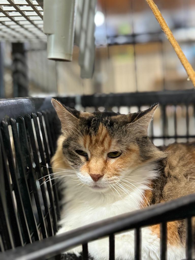 Halloweenie, a Adopted mixed breed in New Braunfels, TX image 5/6