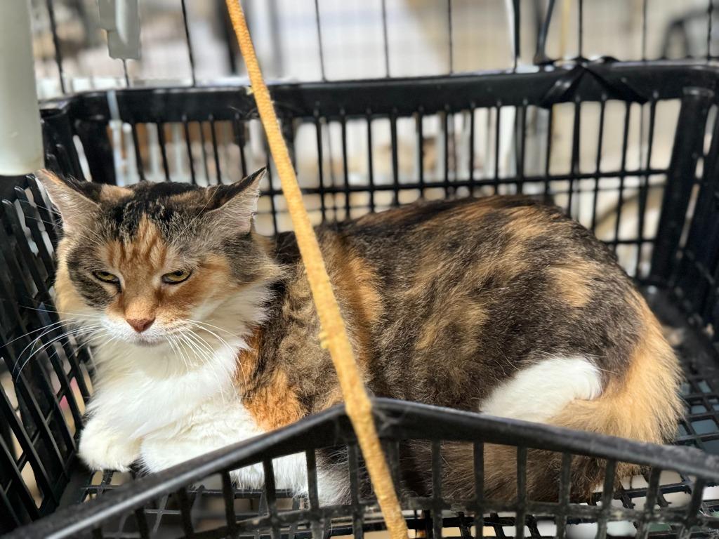 Halloweenie, a Adopted mixed breed in New Braunfels, TX image 6/6