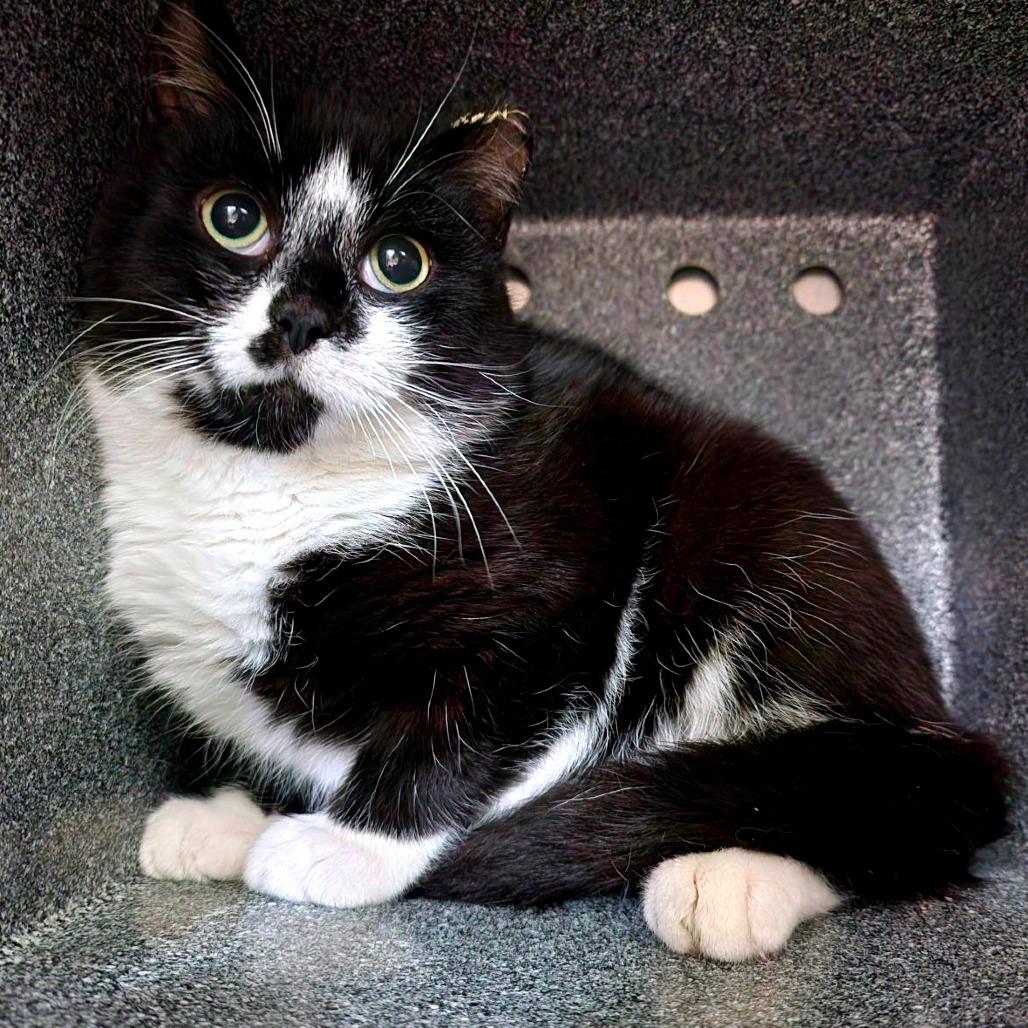 Alfred - Working Cat, Adoptable, Young Male Domestic Short Hair.