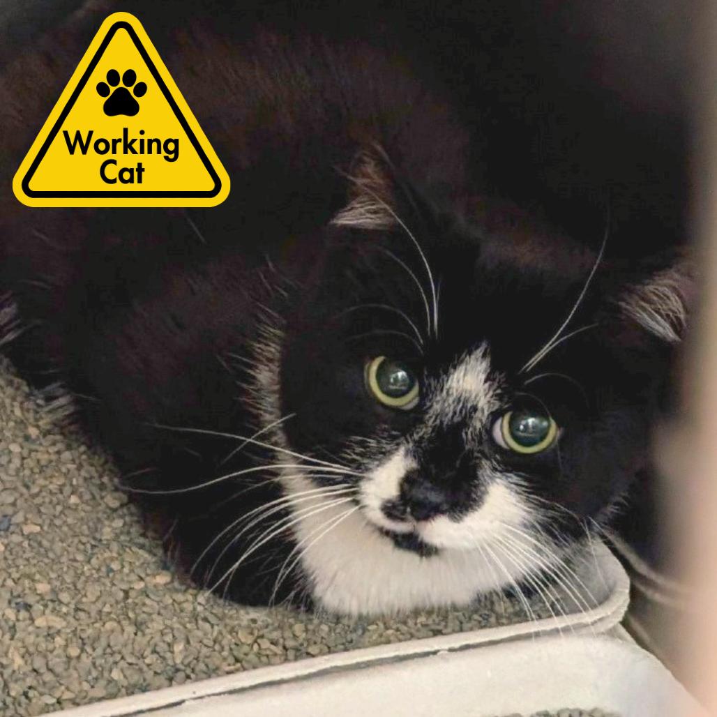 Enlarge Alfred - Working Cat, a Adoptable Domestic Short Hair in Baltimore, MD image 1/1