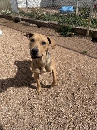 Honey, Adoptable, Young Female Mixed Breed & Mixed Breed.