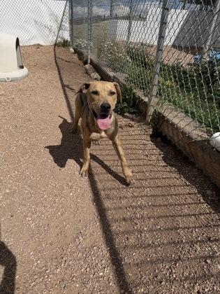 Enlarge Honey, a Adoptable mixed breed in Divide, CO image 2/3