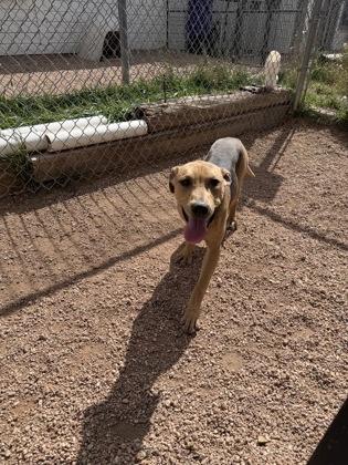 Enlarge Honey, a Adoptable mixed breed in Divide, CO image 3/3