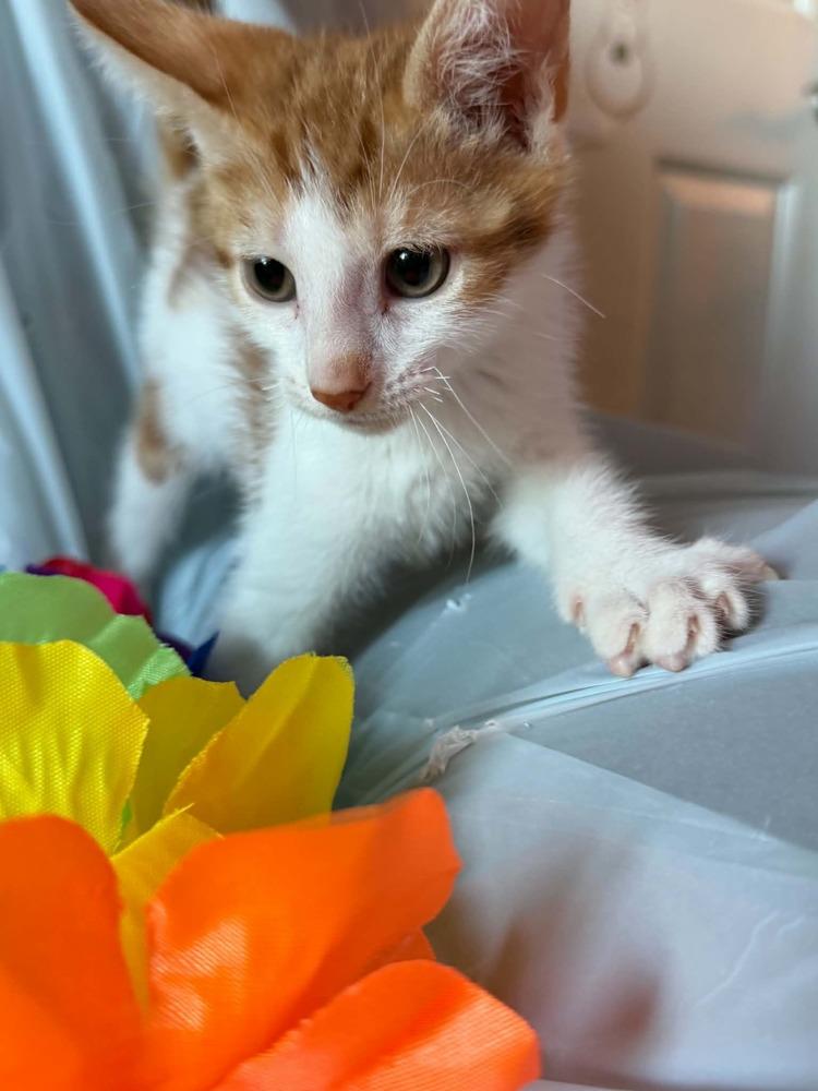 Scarlet, Adoptable, Kitten Female Tabby.