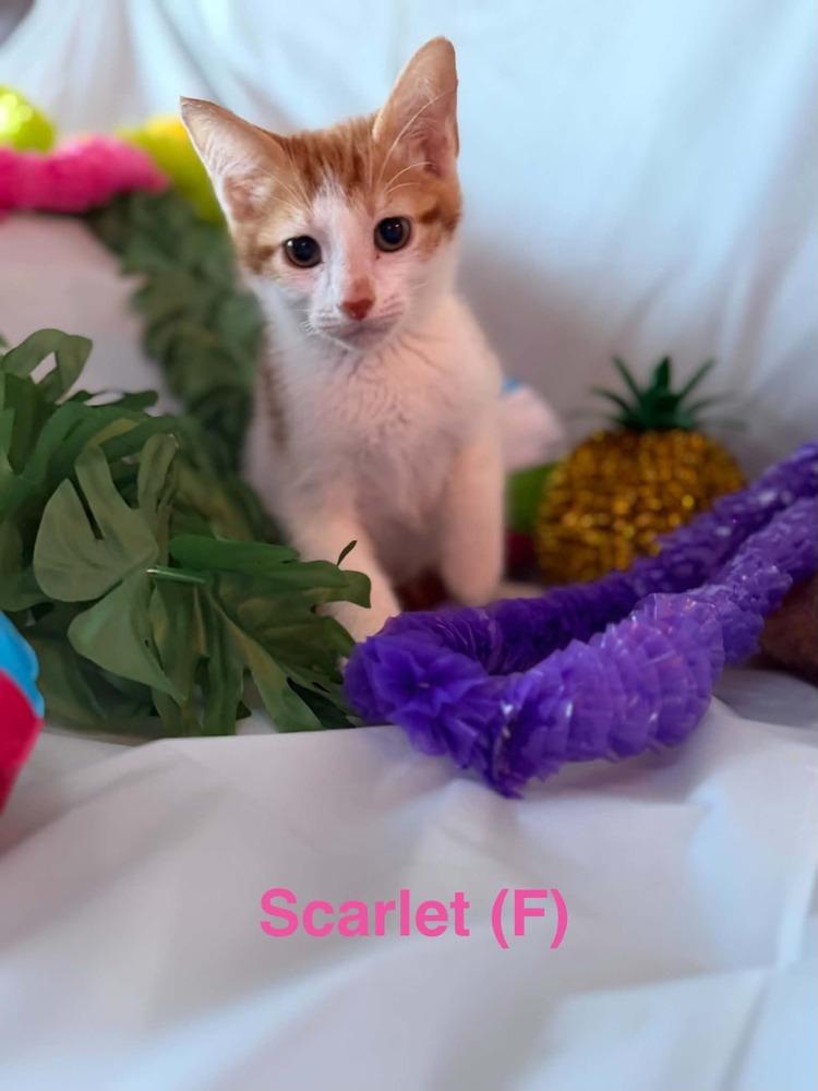 Scarlet, a Adoptable Tabby in Deltona, FL image 2/2