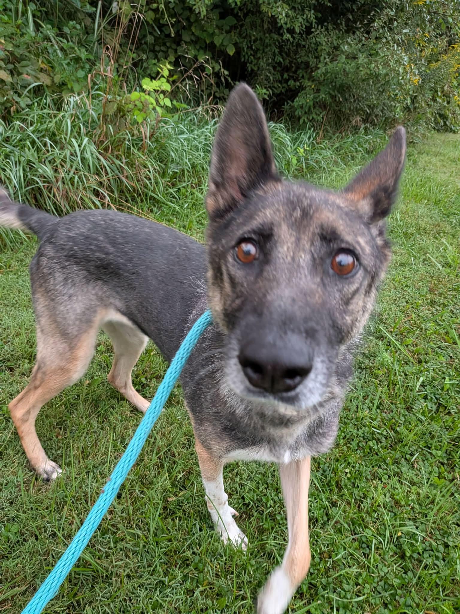 Rainy, Adoptable, Adult Female German Shorthaired Pointer.