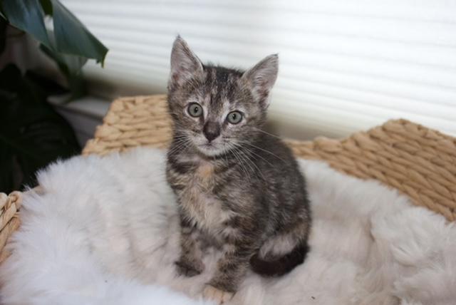 Enlarge Espresso, a ADOPTABLE mixed breed in Santa Cruz, CA image 2/4