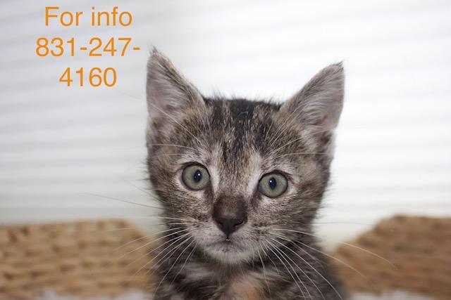 Enlarge Espresso, a ADOPTABLE mixed breed in Santa Cruz, CA image 1/4