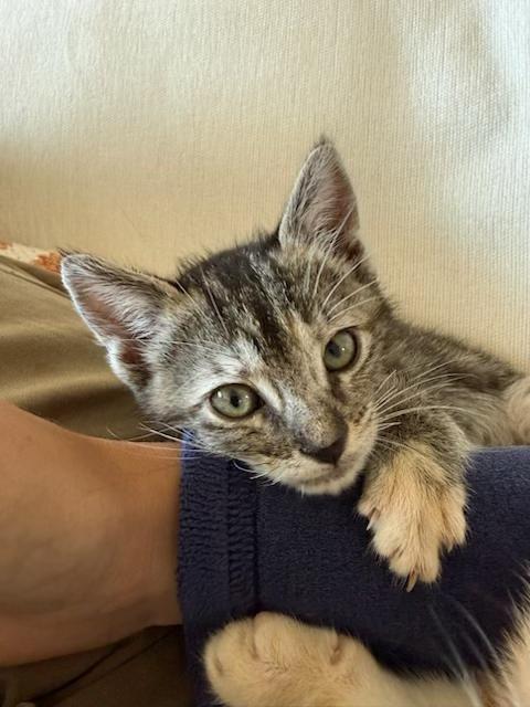 Enlarge Espresso, a ADOPTABLE mixed breed in Santa Cruz, CA image 4/4