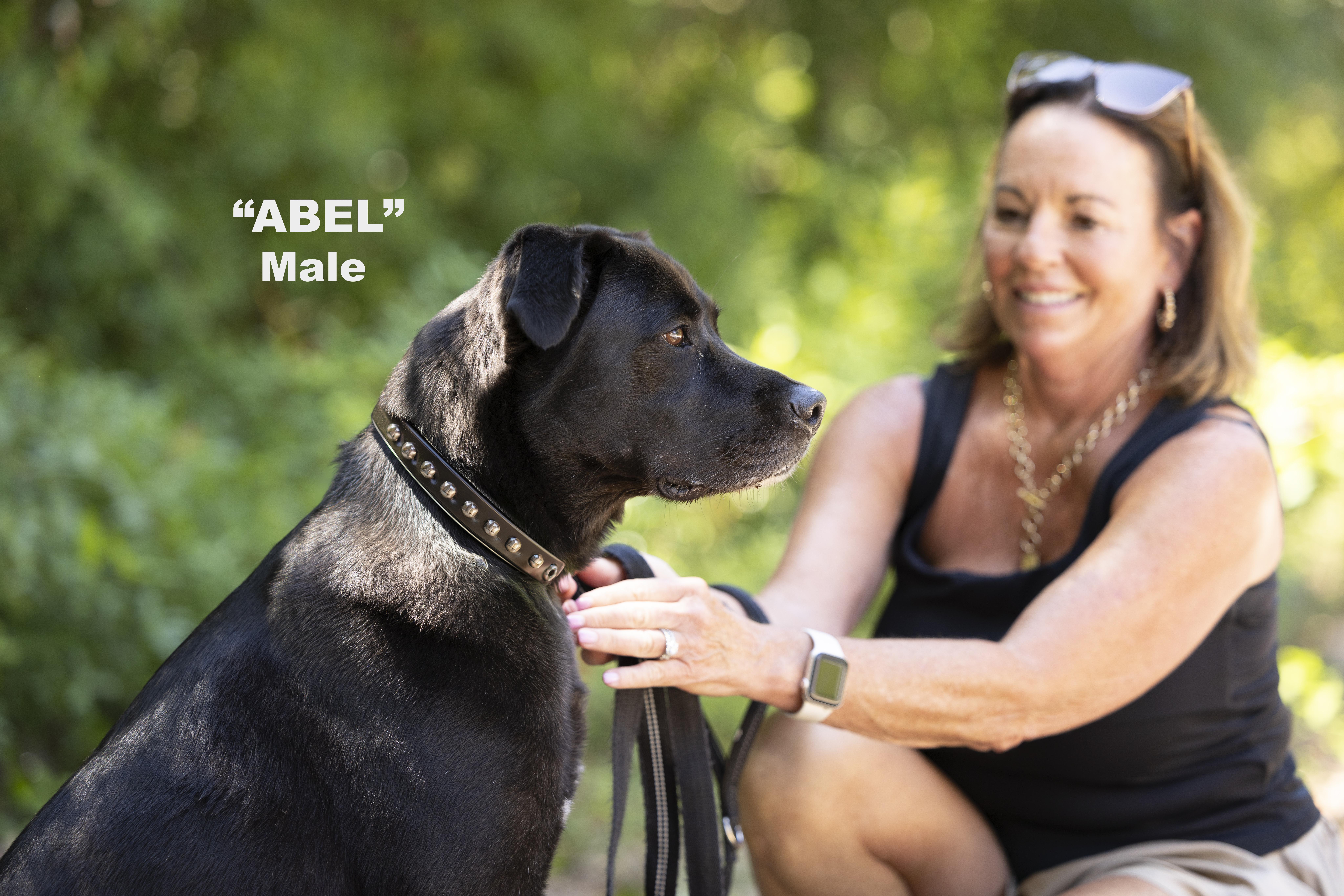 Enlarge Abel, a Adoptable mixed breed in Pawleys Island, SC image 2/6