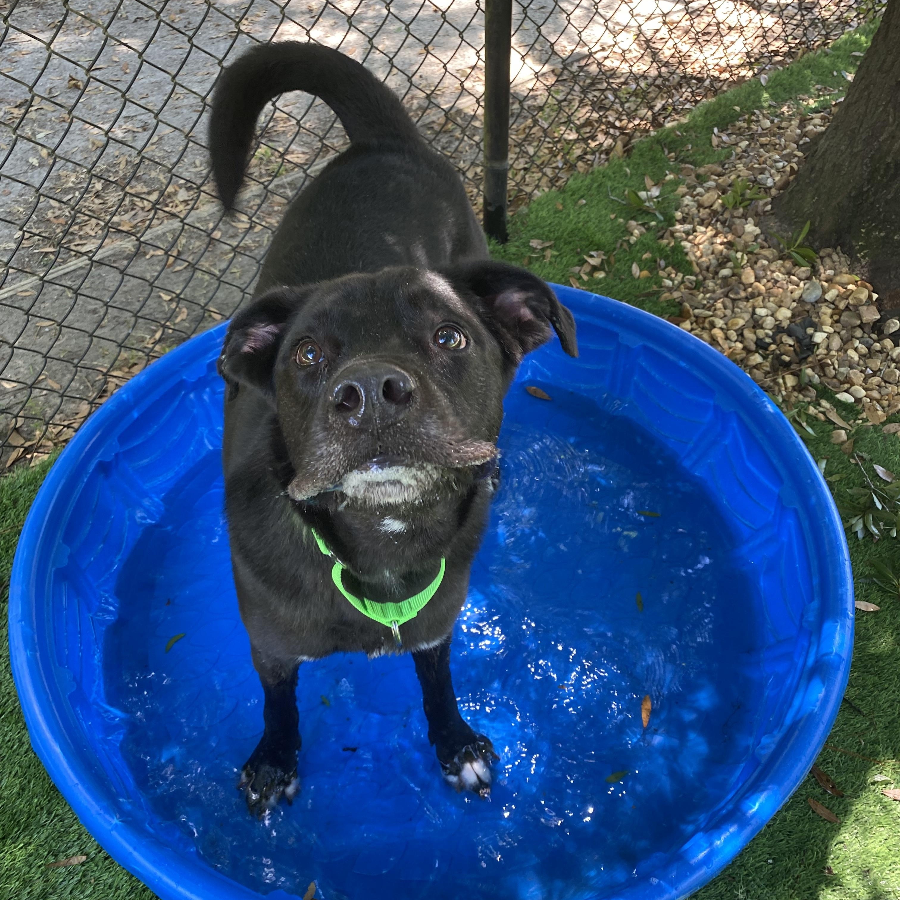Enlarge Abel, a Adoptable mixed breed in Pawleys Island, SC image 5/6