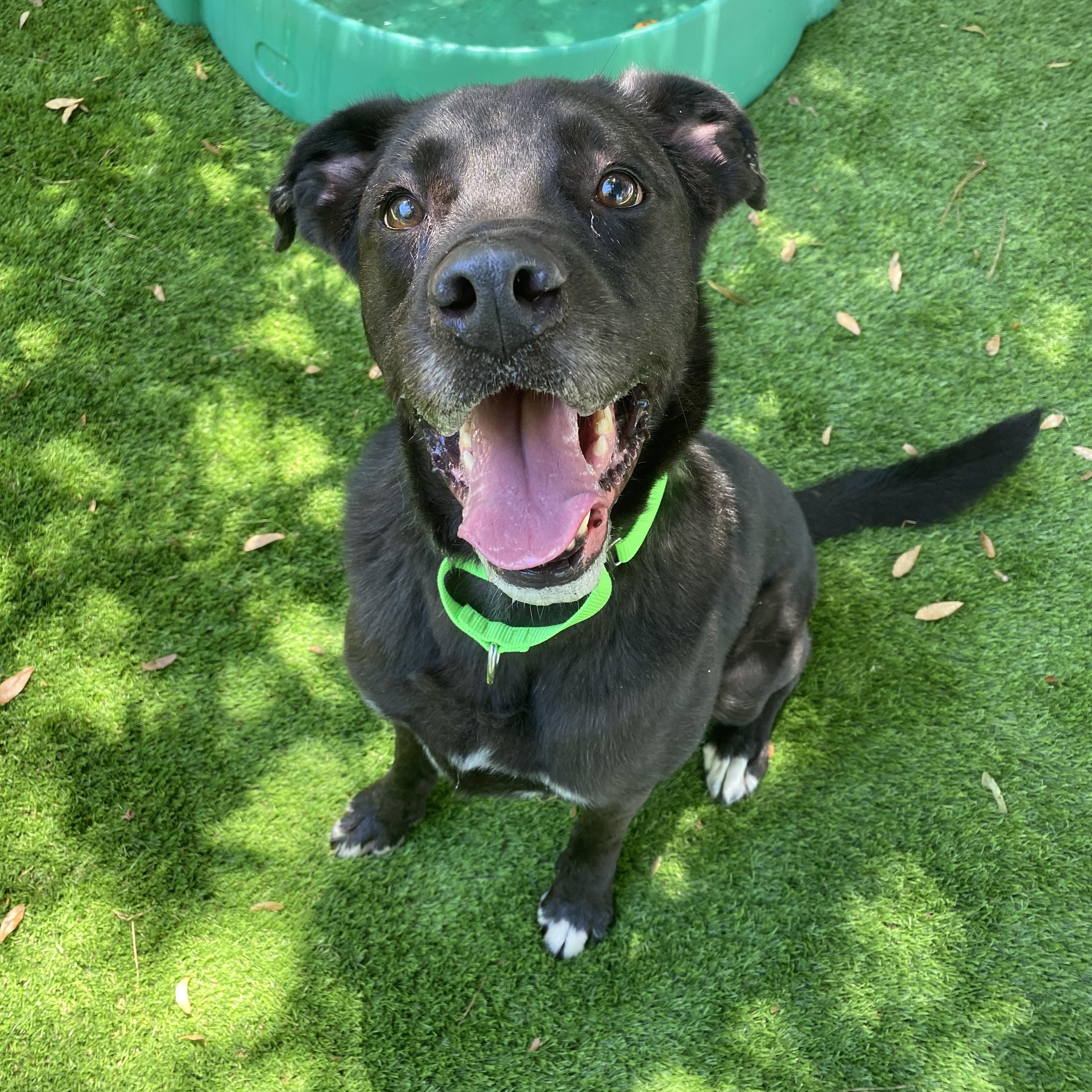 Enlarge Abel, a Adoptable mixed breed in Pawleys Island, SC image 3/6