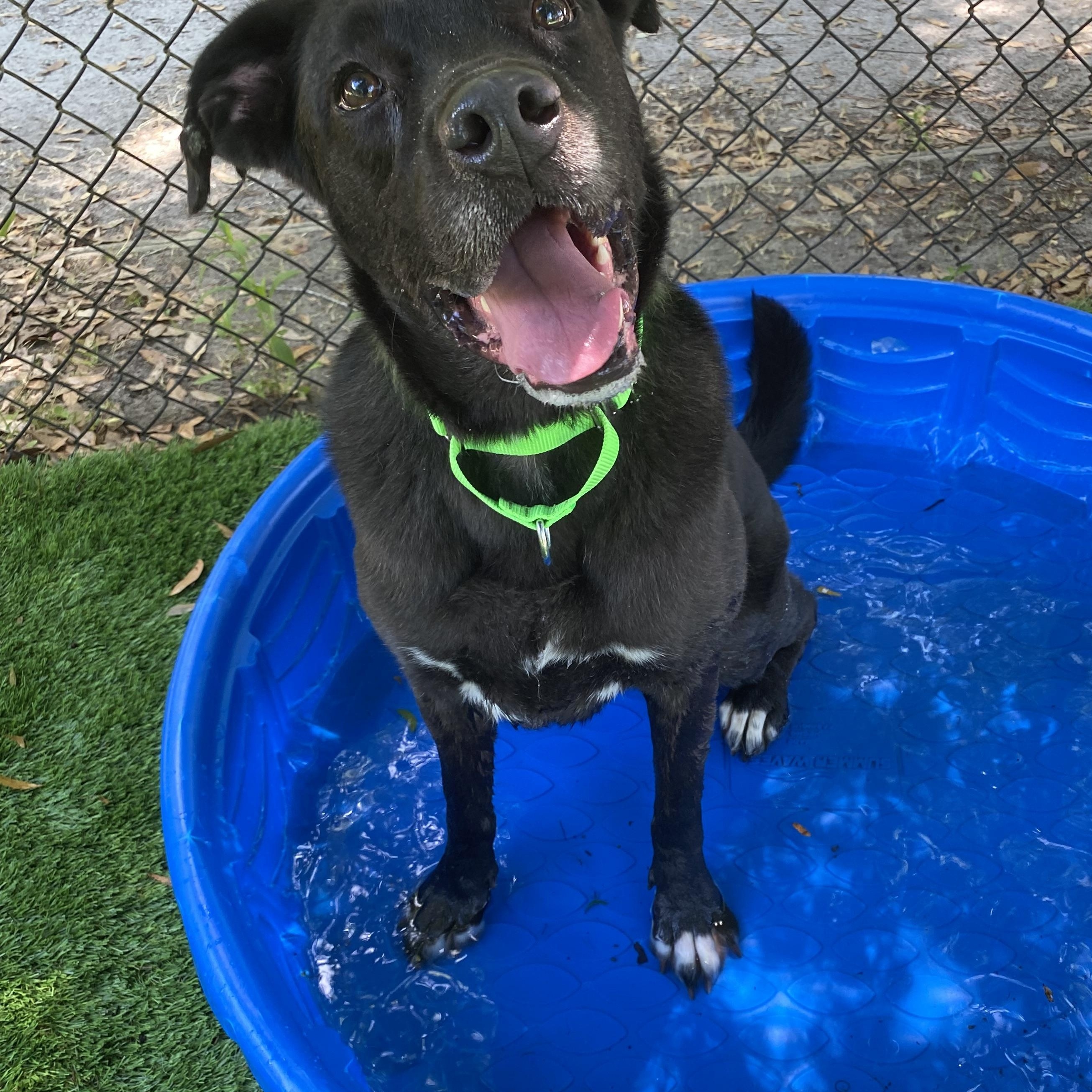Enlarge Abel, a Adoptable mixed breed in Pawleys Island, SC image 6/6