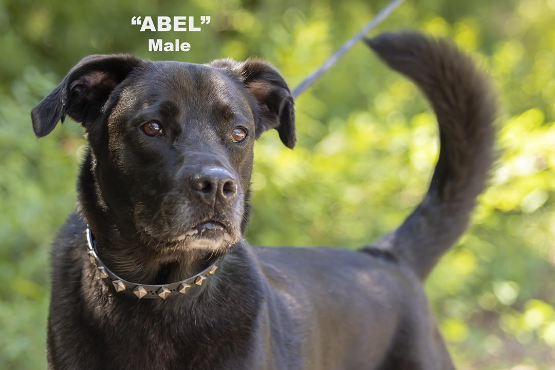 Enlarge Abel, a Adoptable mixed breed in Pawleys Island, SC image 4/6