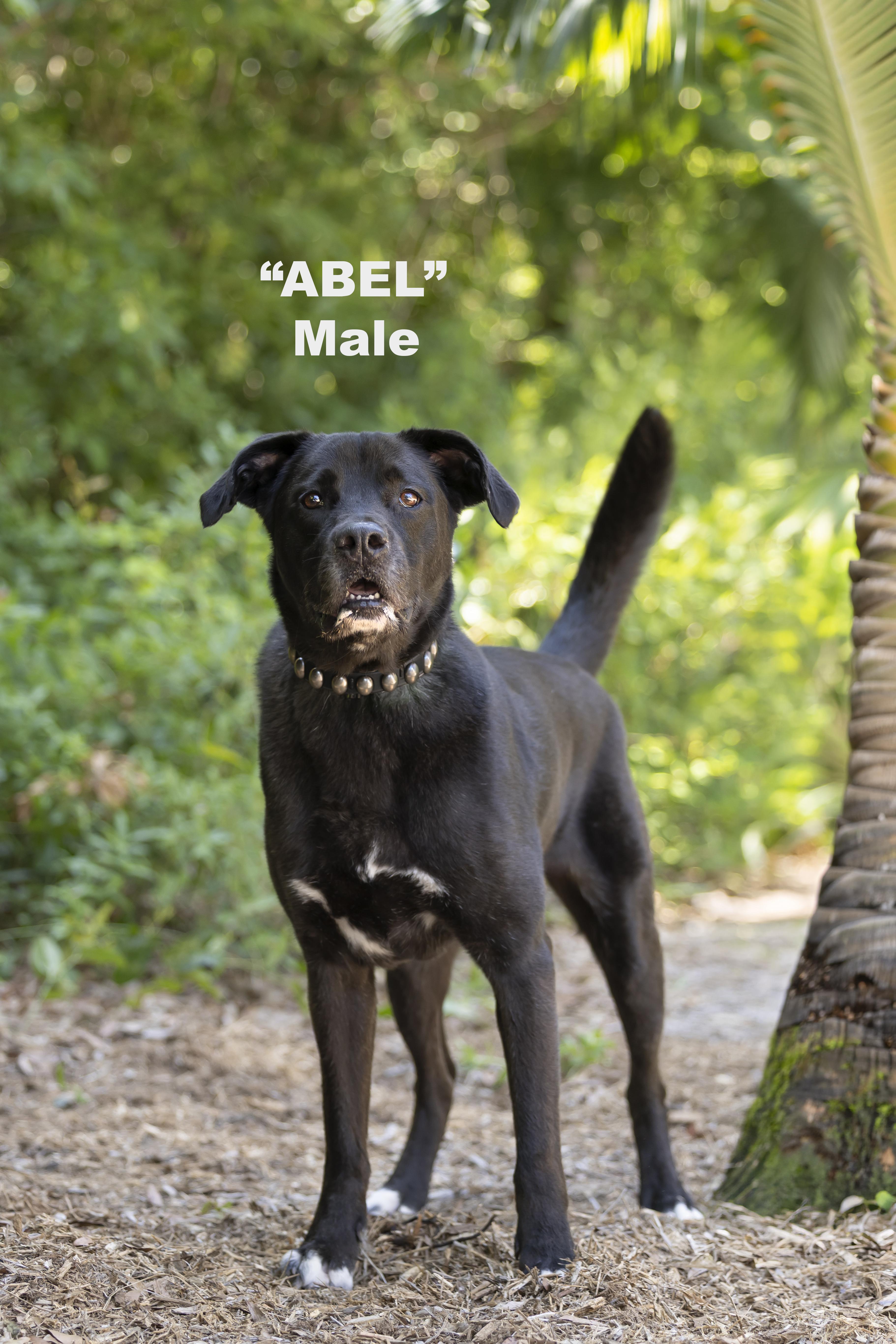 Abel, Adoptable, Adult Male Retriever.