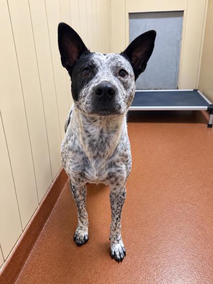 Leonard, Adoptable, Puppy Male Australian Cattle Dog / Blue Heeler & Pit Bull Terrier.