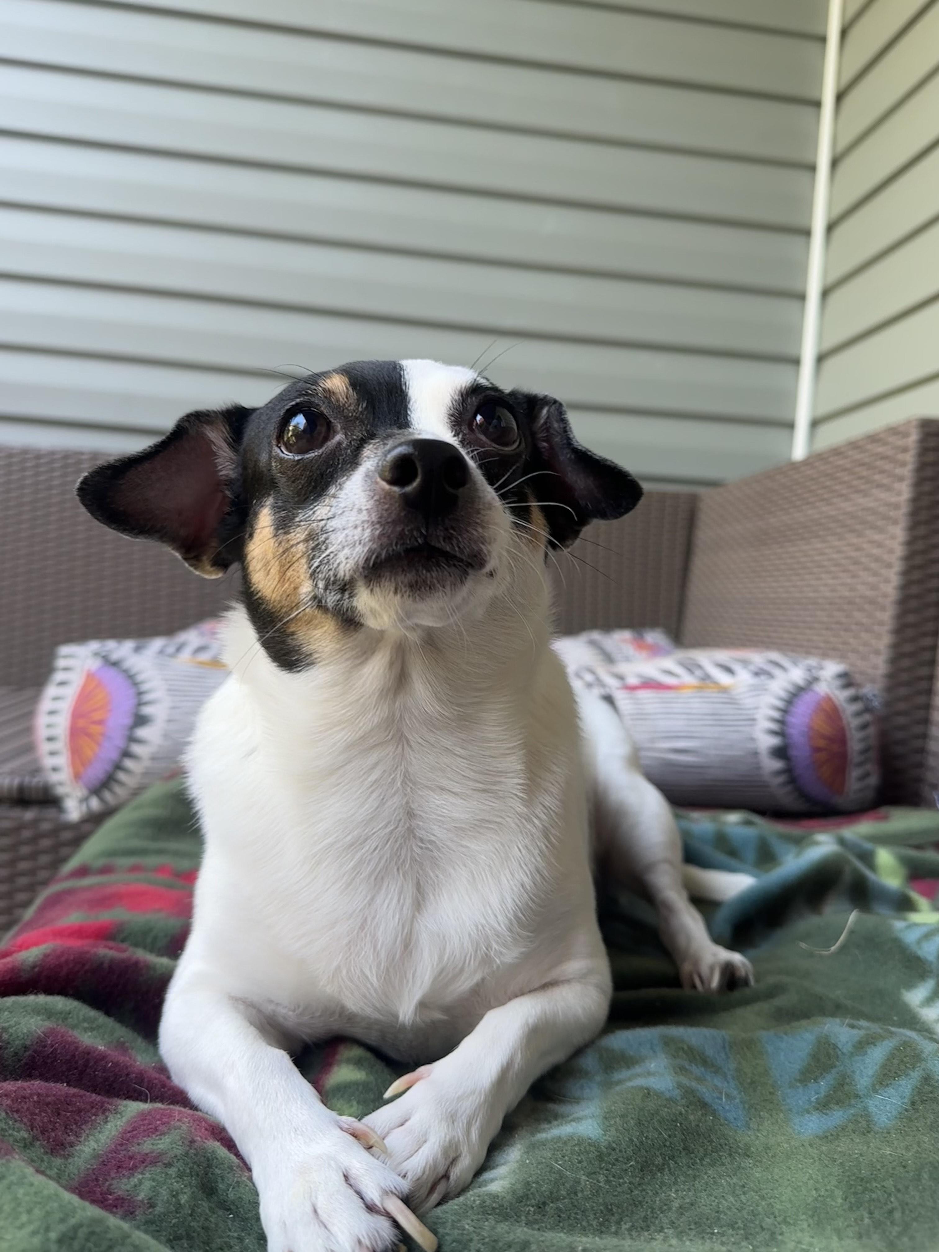 Princess, Adopted, Adult Female Jack Russell Terrier.