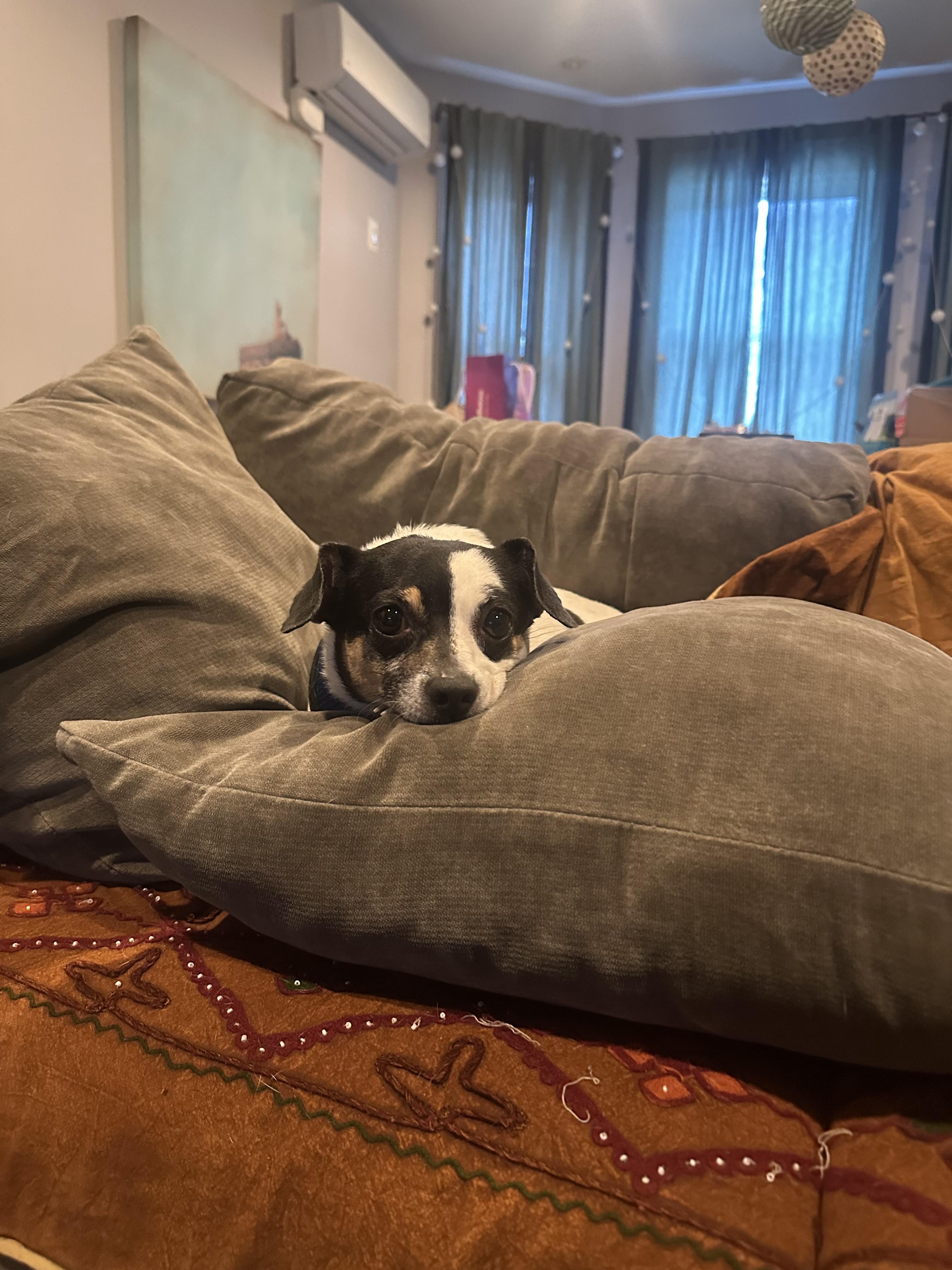 Enlarge Princess, a Adopted mixed breed in Brooklyn, NY image 3/6