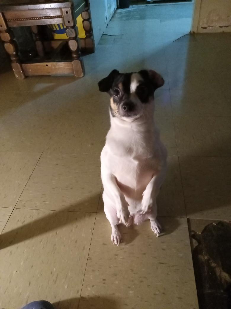 Enlarge Princess, a Adopted mixed breed in Brooklyn, NY image 4/6