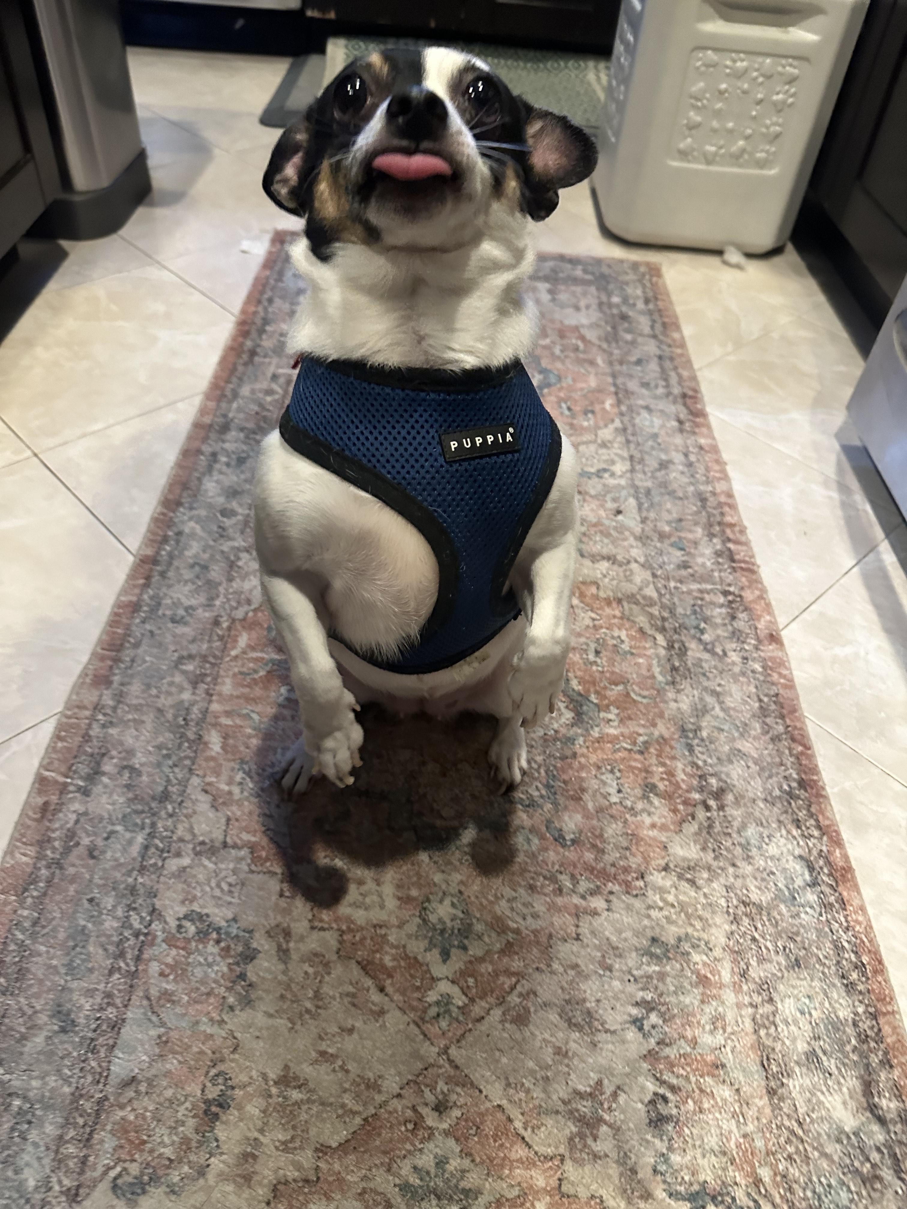 Enlarge Princess, a Adopted mixed breed in Brooklyn, NY image 6/6