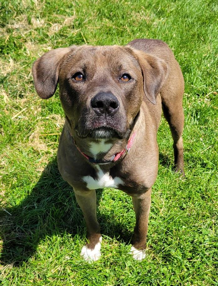 Astro, a ADOPTABLE mixed breed in Lisbon, OH image 1/2
