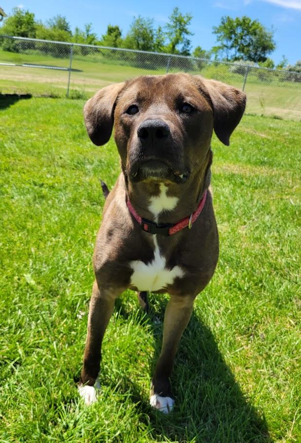 Astro, a ADOPTABLE mixed breed in Lisbon, OH image 2/2
