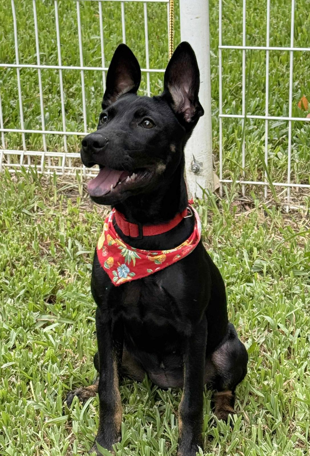 Enlarge Rubie, a Adoptable mixed breed in San Mateo, CA image 1/6