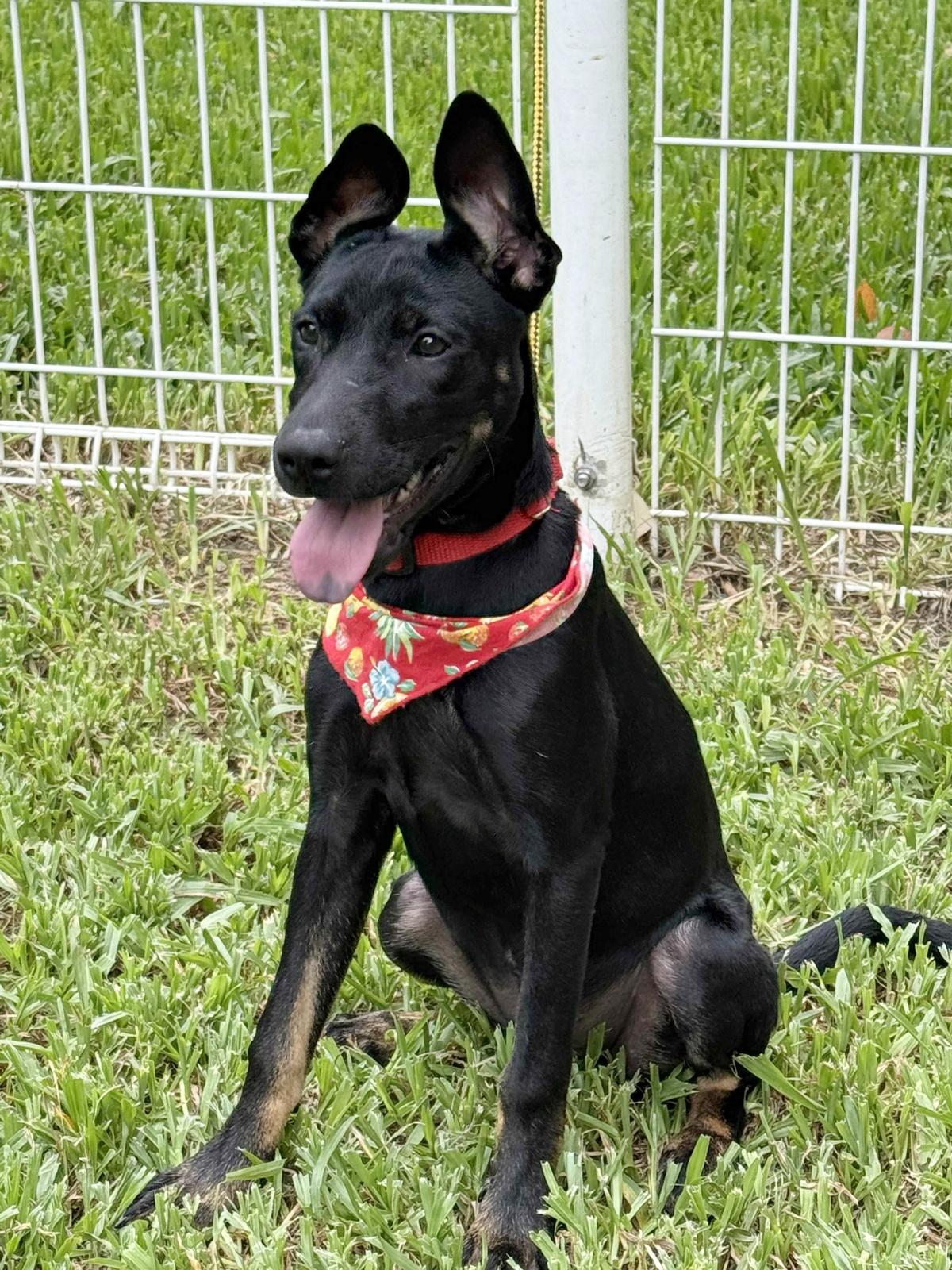 Enlarge Rubie, a Adoptable mixed breed in San Mateo, CA image 2/6