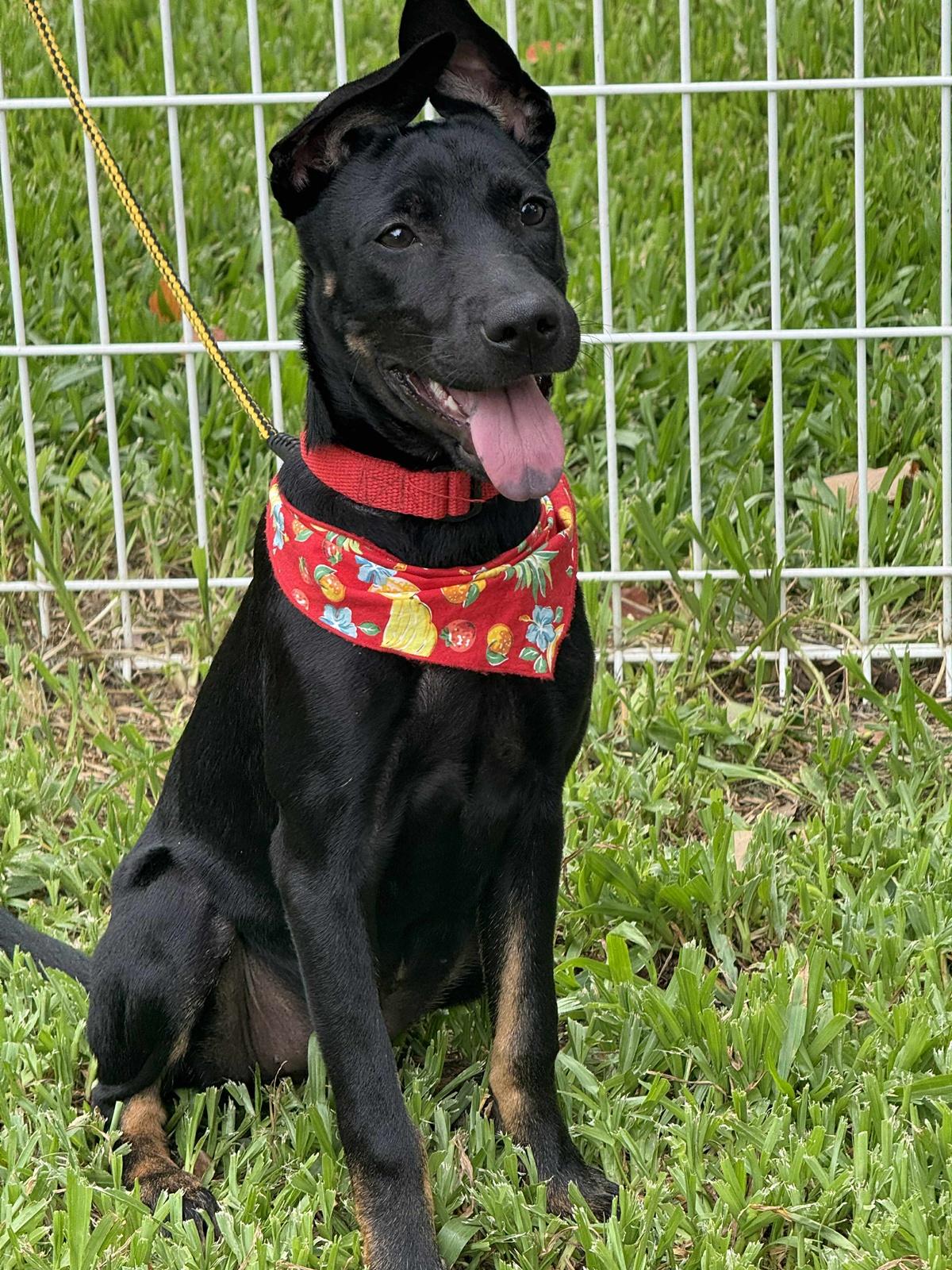 Enlarge Rubie, a Adoptable mixed breed in San Mateo, CA image 3/6