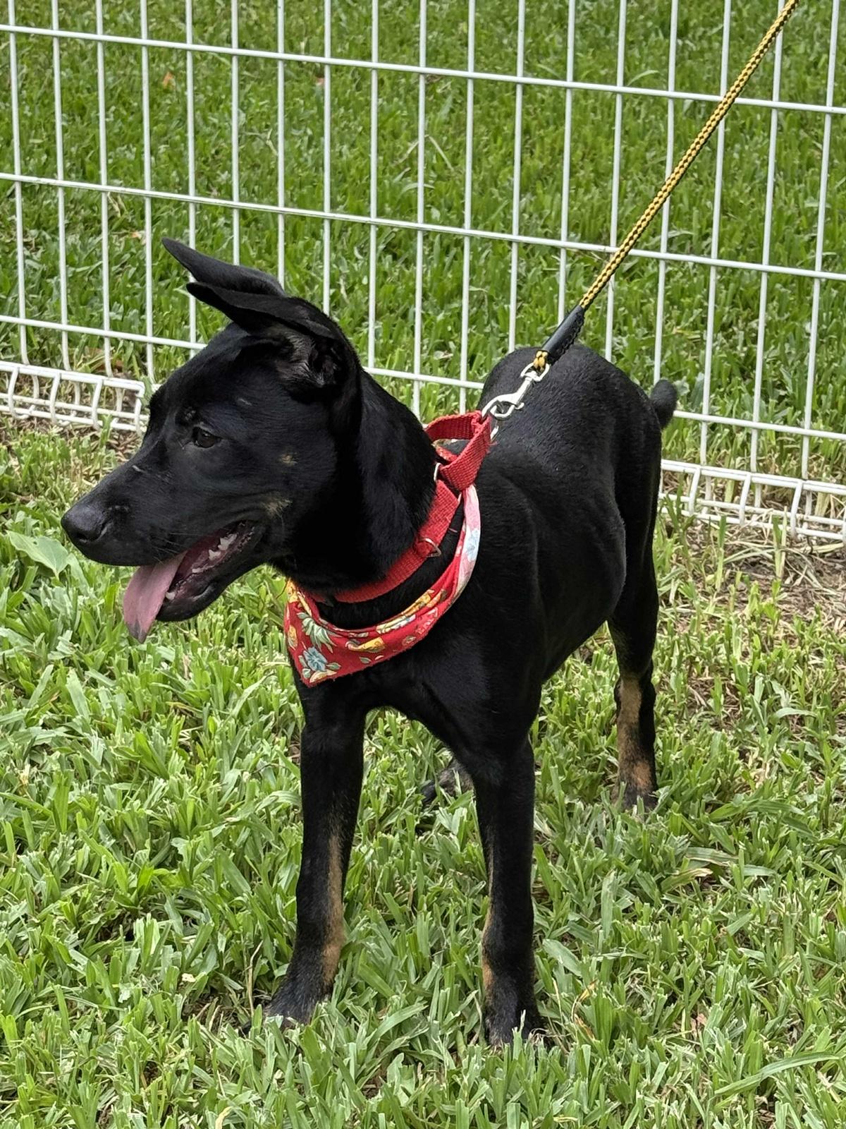 Enlarge Rubie, a Adoptable mixed breed in San Mateo, CA image 4/6