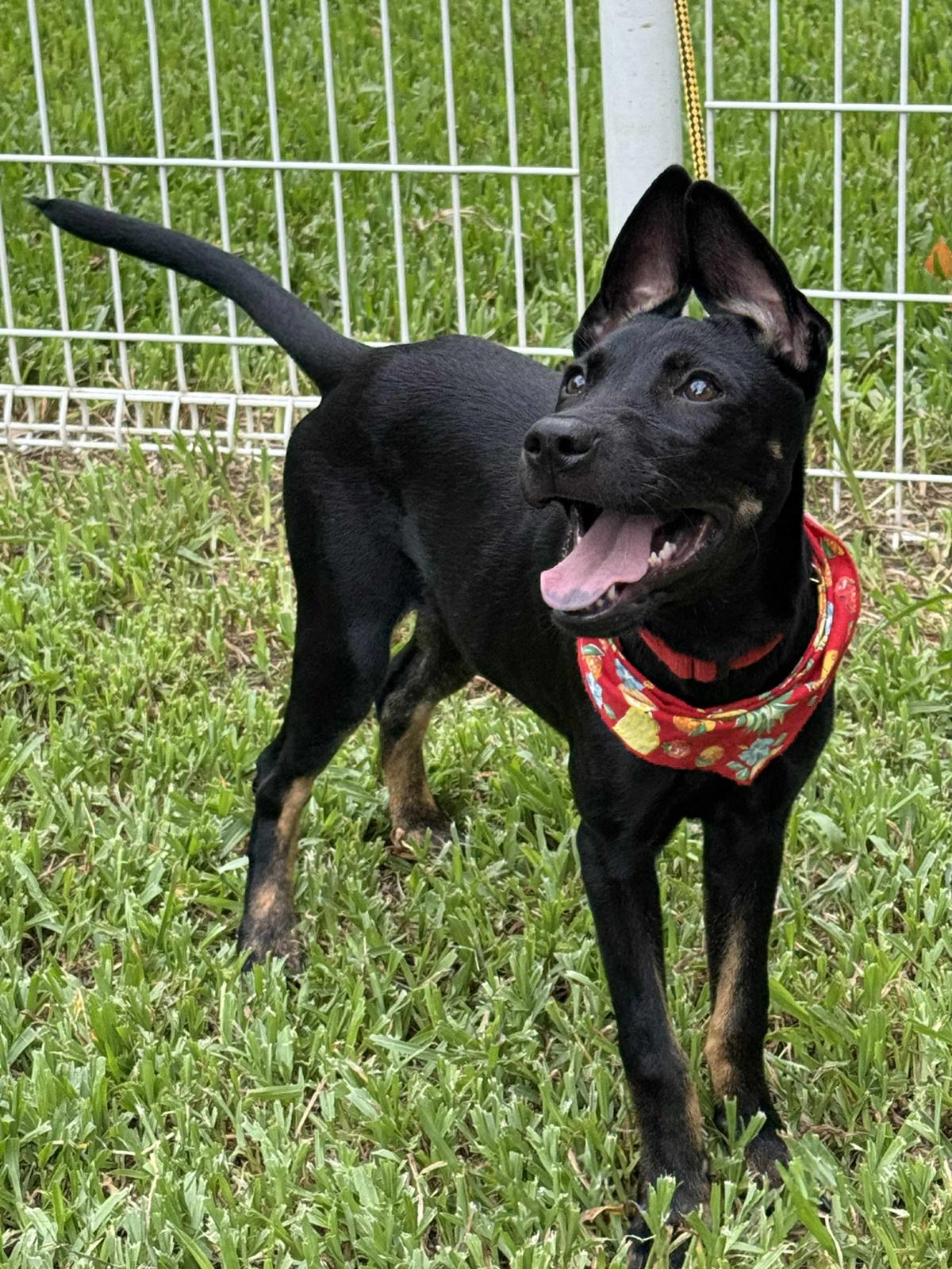 Enlarge Rubie, a Adoptable mixed breed in San Mateo, CA image 5/6