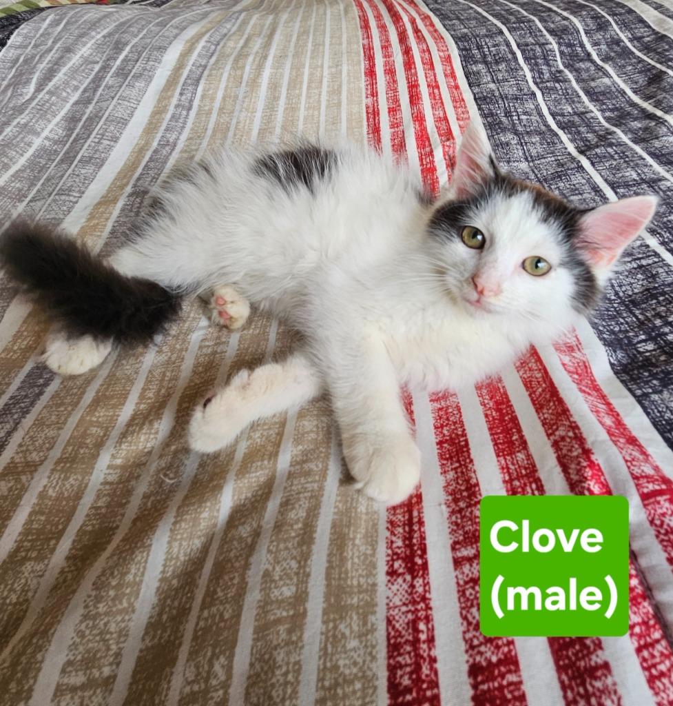 Enlarge Clove, a Adoptable mixed breed in Manchester, TN image 1/2