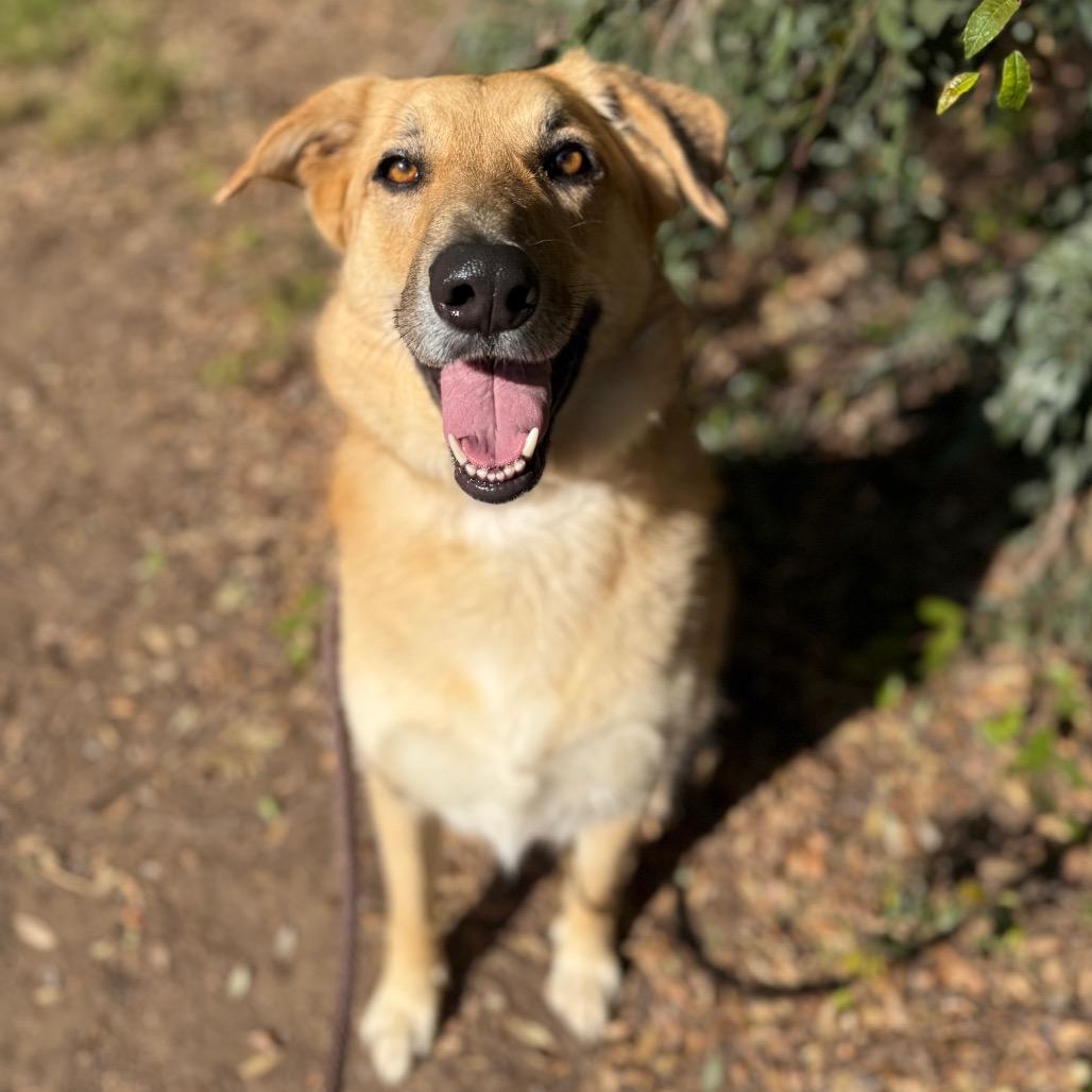 Betty, Adoptable, Adult Female Smooth Collie & Shepherd.