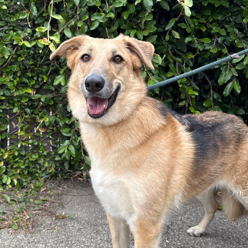 Enlarge Betty, a Adoptable mixed breed in Santa Barbara, CA image 2/6