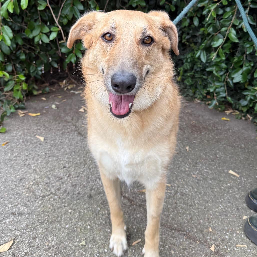 Enlarge Betty, a Adoptable mixed breed in Santa Barbara, CA image 3/6