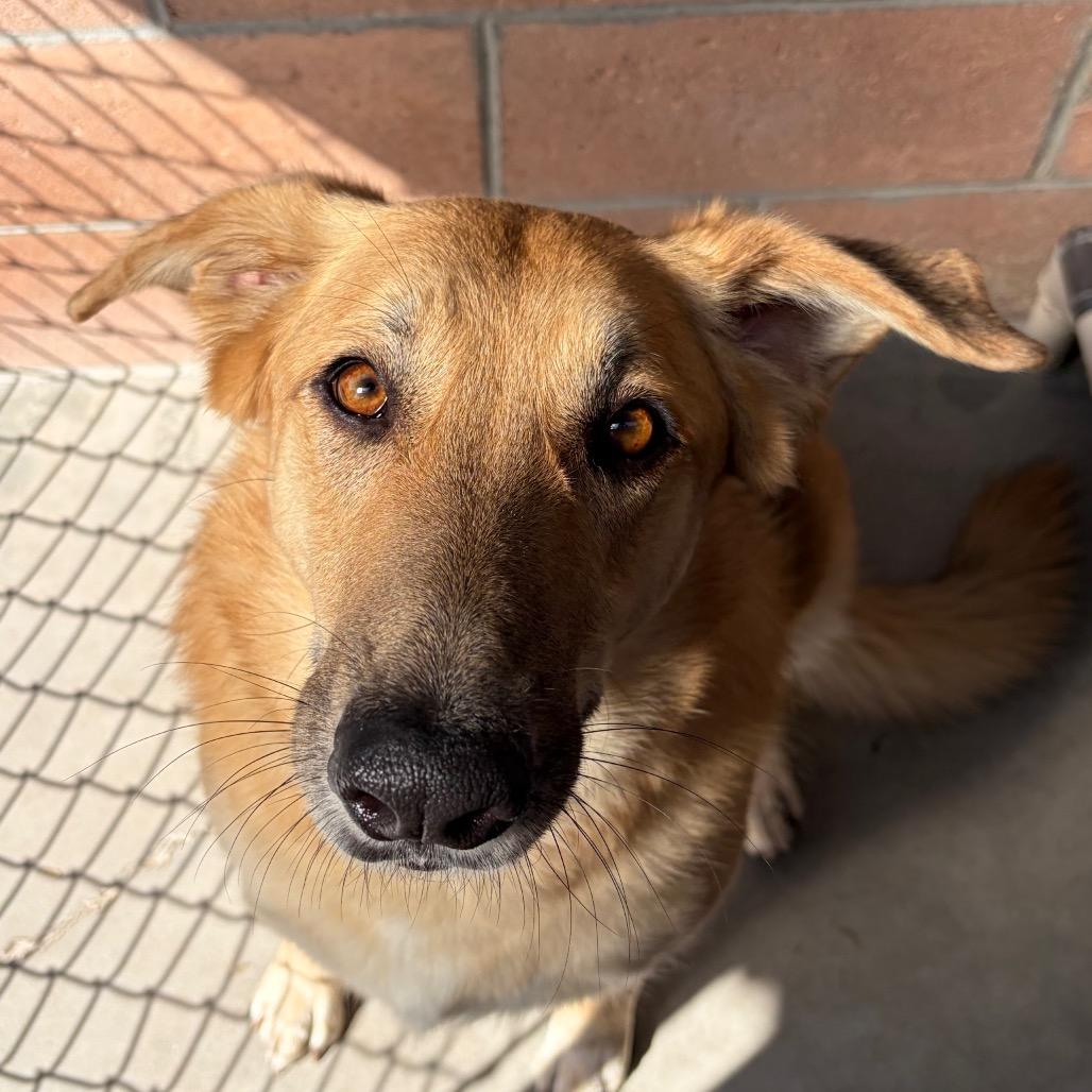 Enlarge Betty, a Adoptable mixed breed in Santa Barbara, CA image 4/6